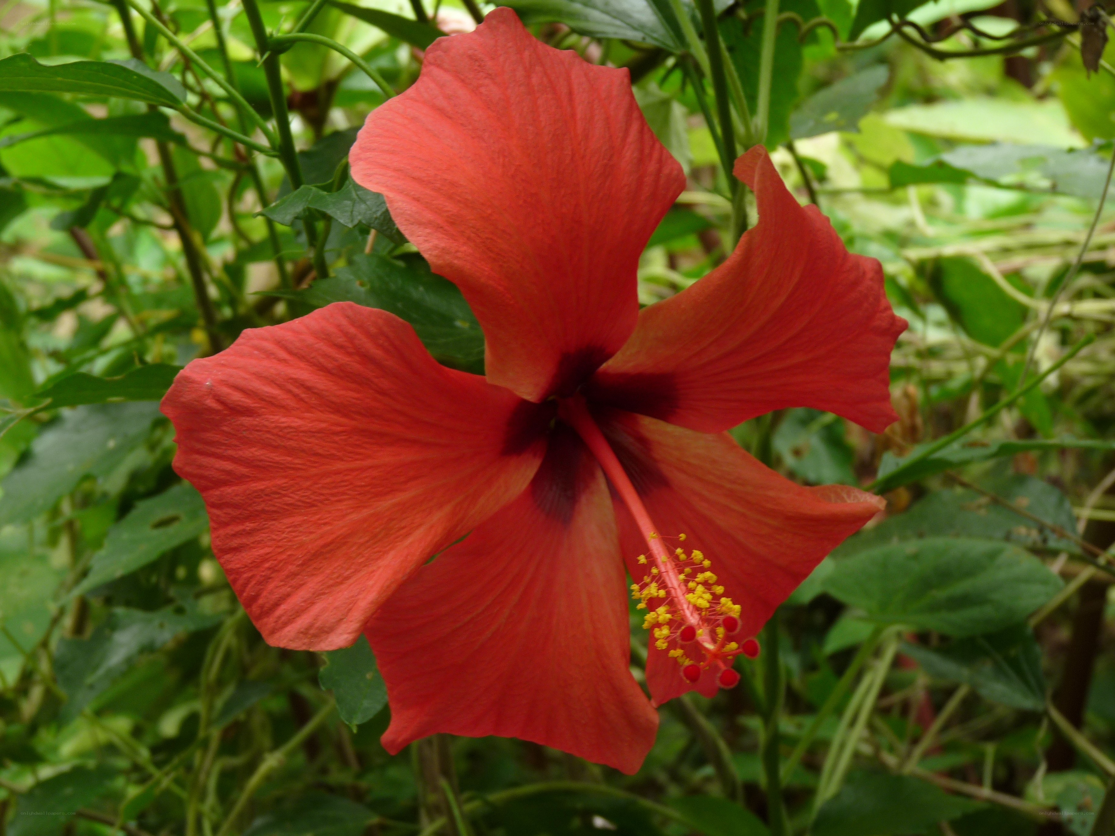 vibrant red hibiscus flower