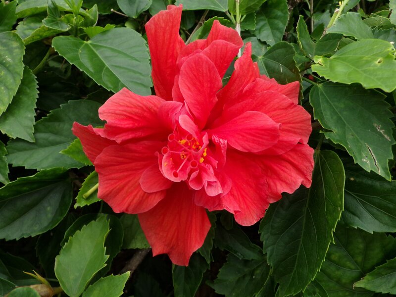 vibrant red hibiscus flower