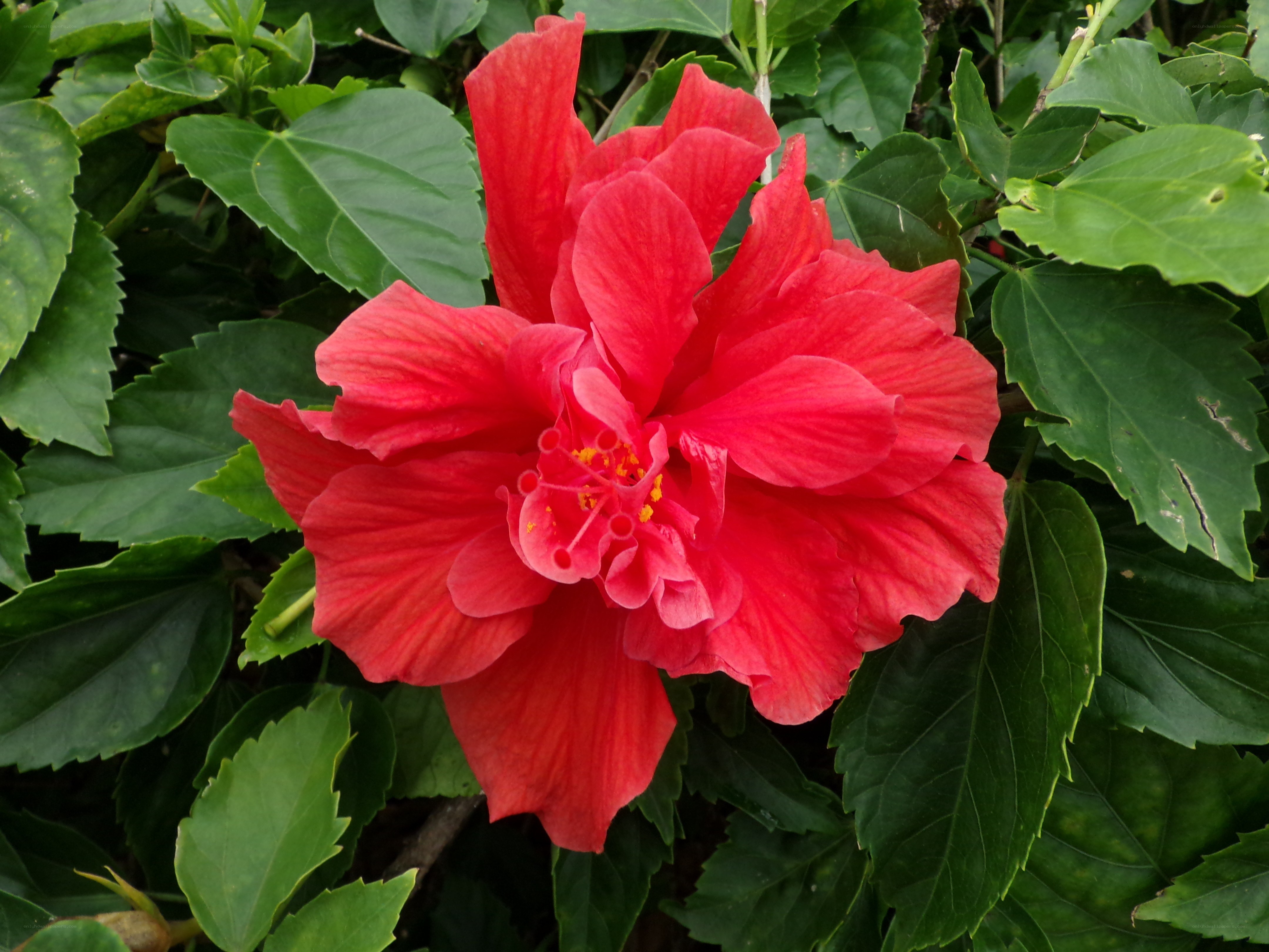 vibrant red hibiscus flower