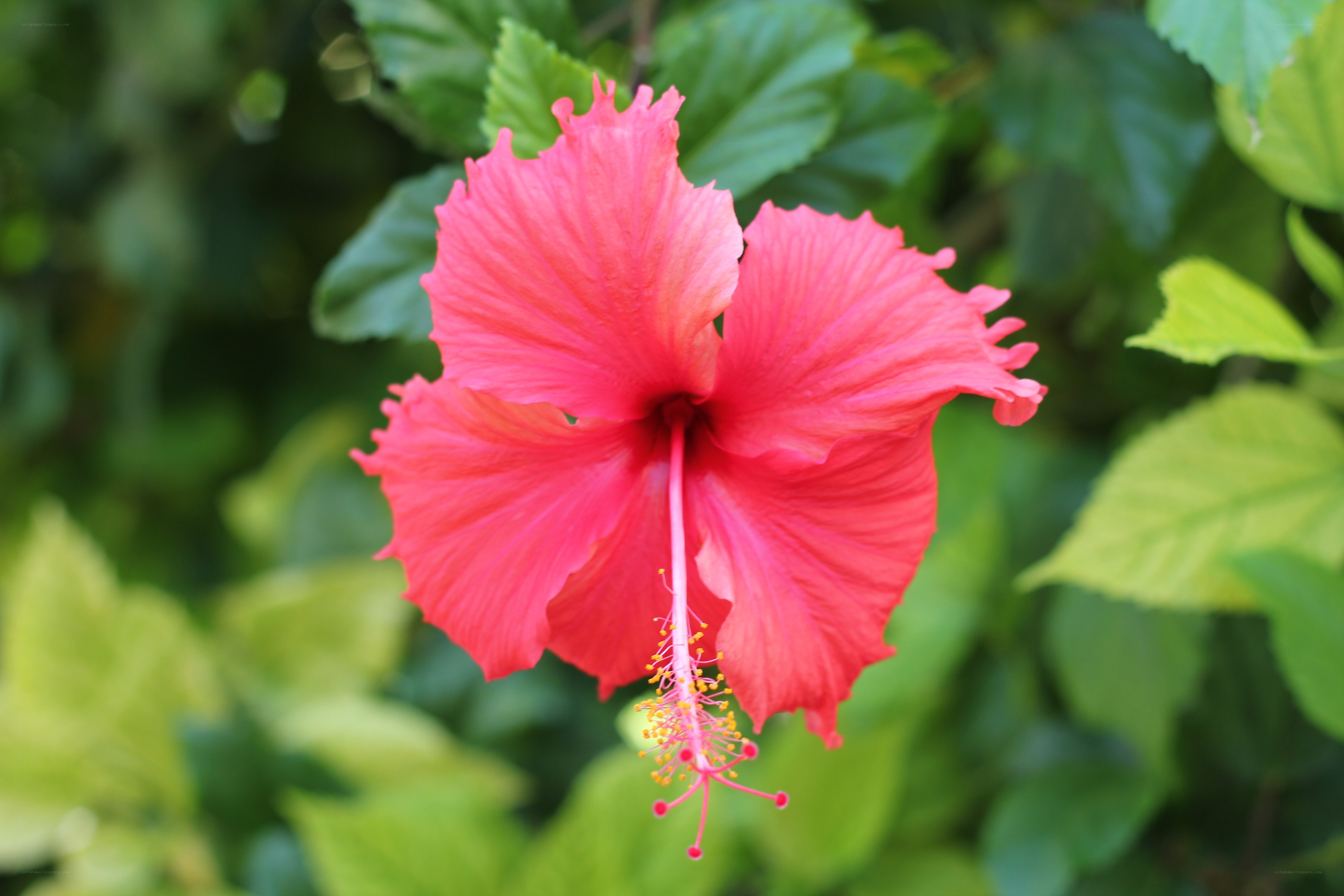 vibrant red hibiscus flower