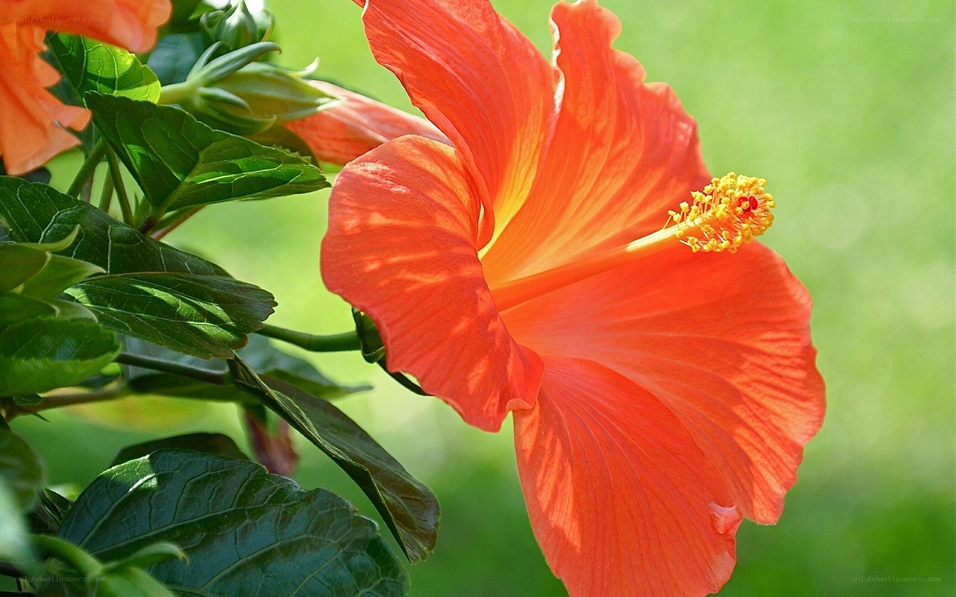 vibrant red hibiscus flower