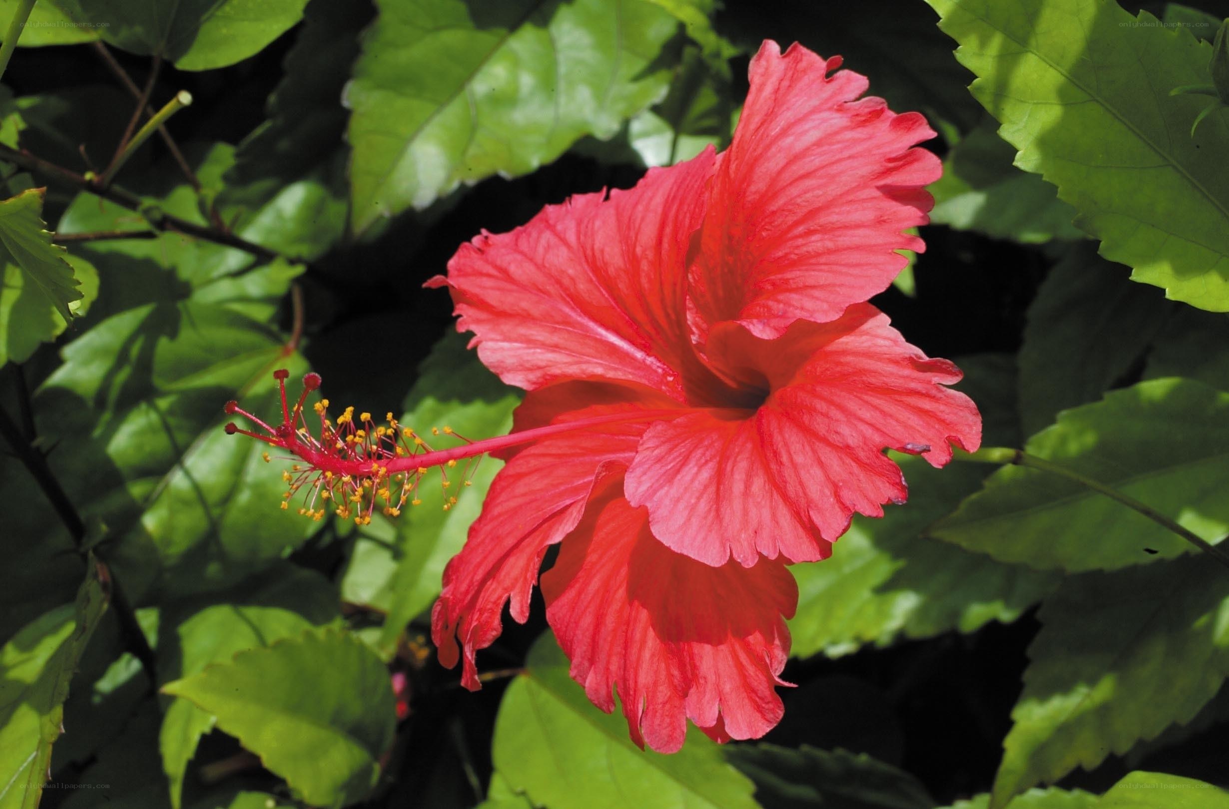 vibrant red hibiscus flower