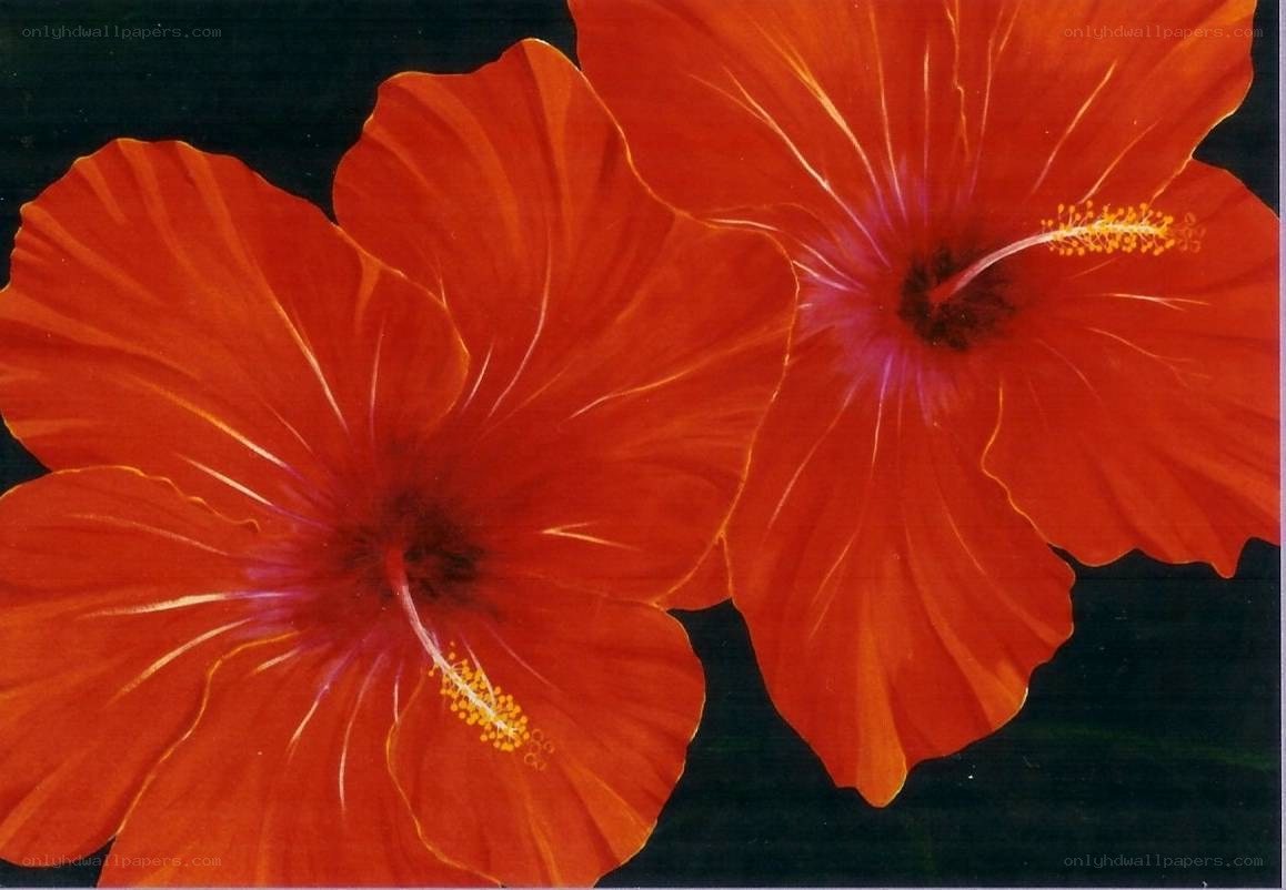 Vibrant red hibiscus flowers