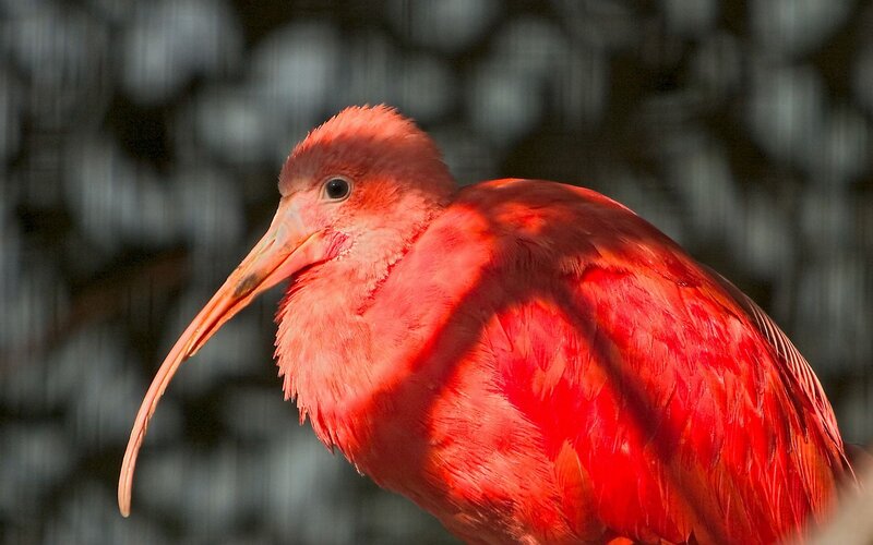 vibrant red ibis bird