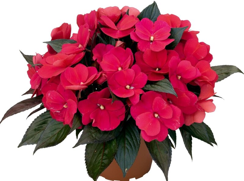 vibrant red impatiens plant