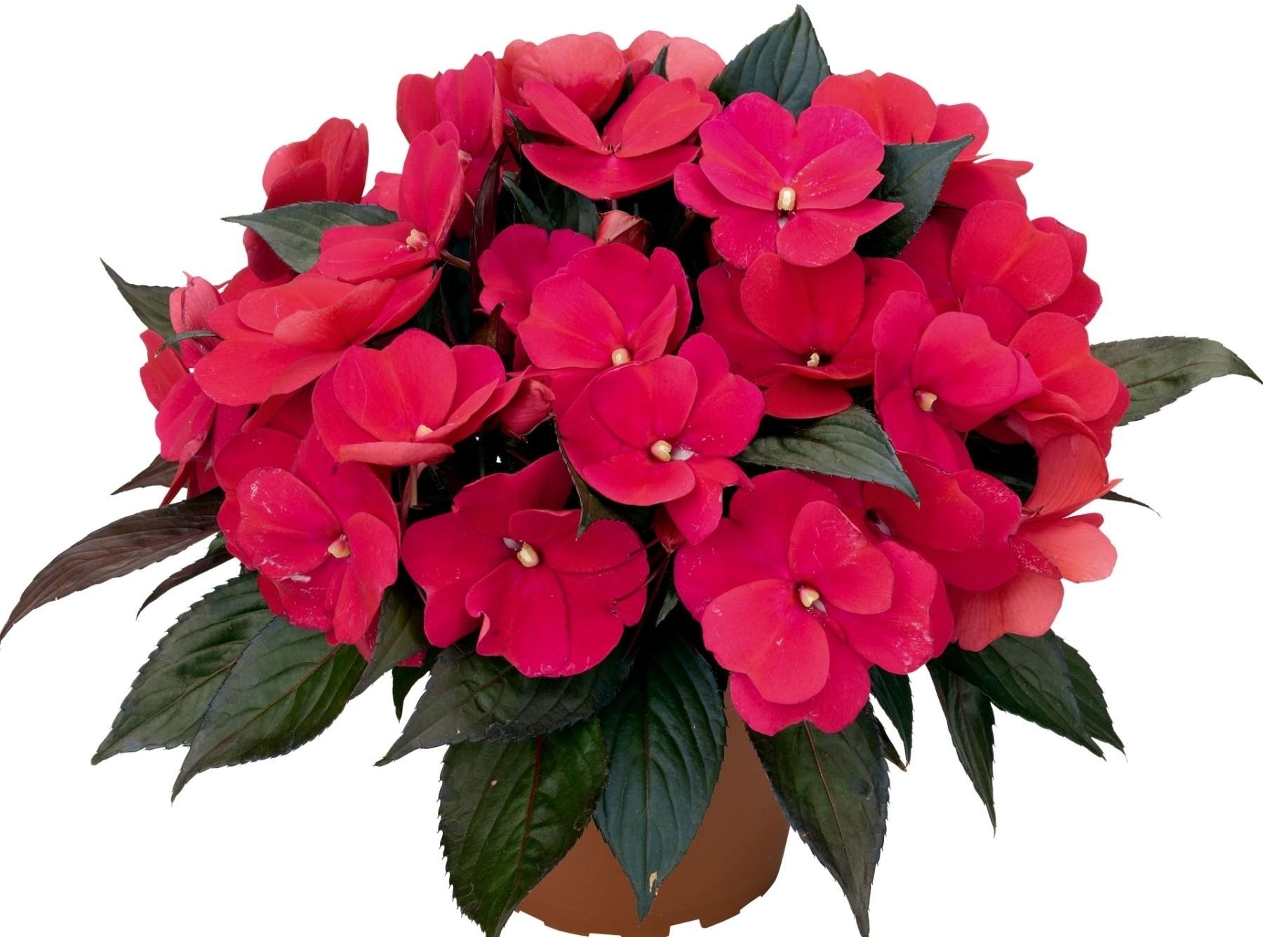 vibrant red impatiens plant