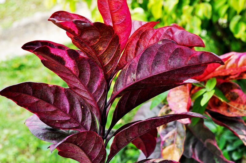 vibrant red leaf plant