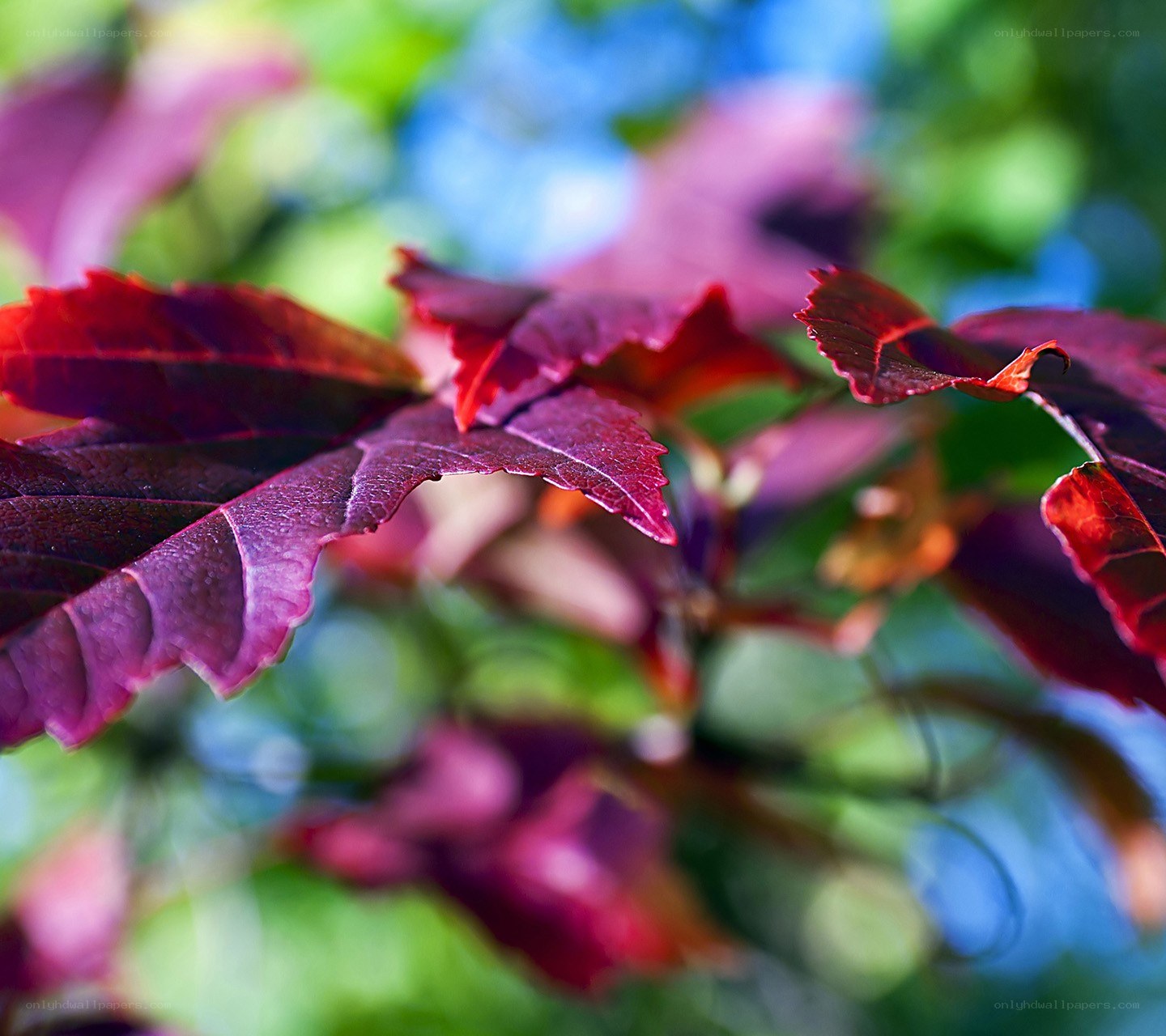 vibrant red leaves in focus