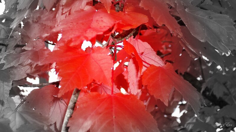 vibrant red leaves on a tree