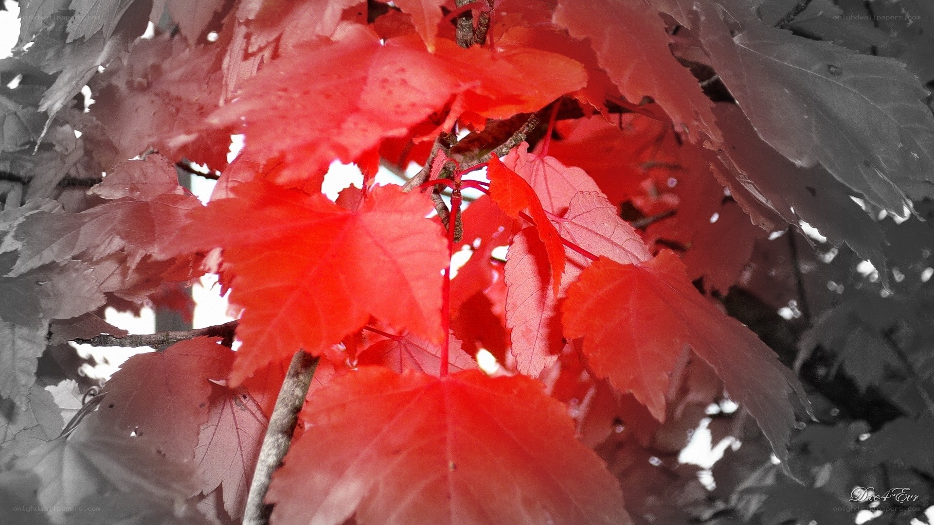 vibrant red leaves on a tree