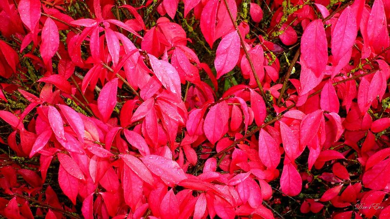 vibrant red leaves with water droplets