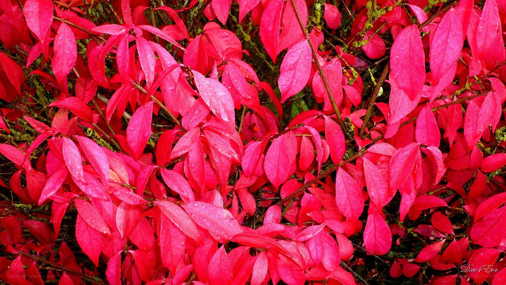 vibrant red leaves with water droplets