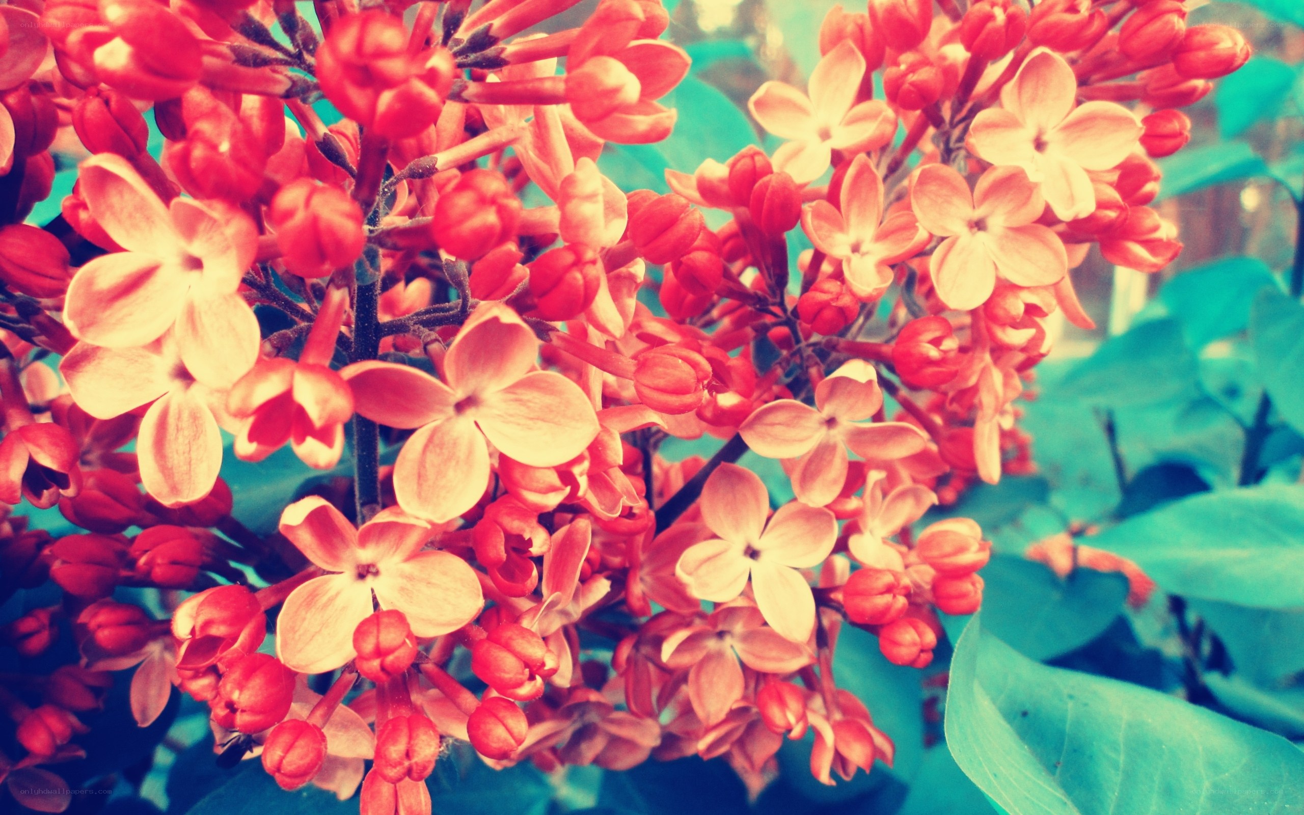 vibrant red lilac blossoms