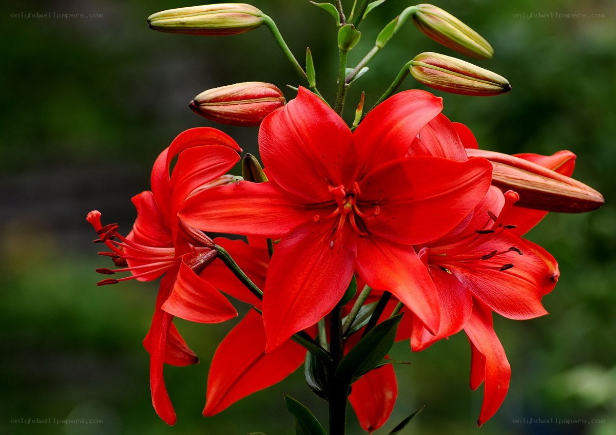 Vibrant red lilies in bloom