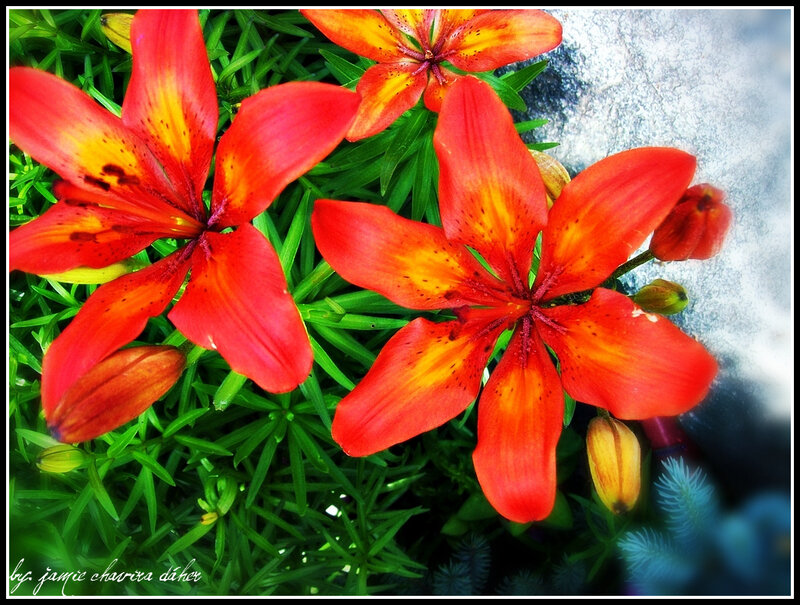 Vibrant red lilies in bloom