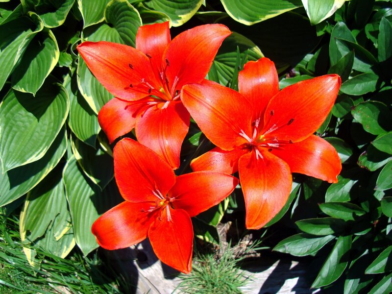 Vibrant red lilies in garden