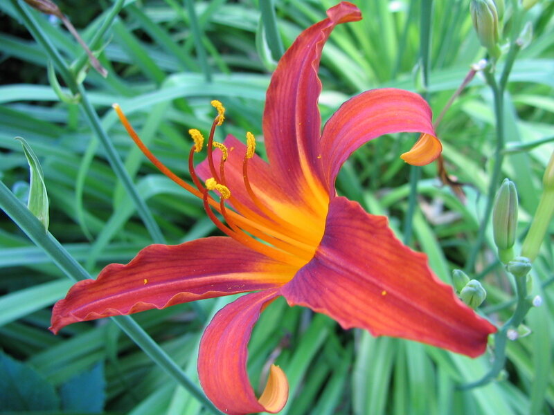 vibrant red lily flower