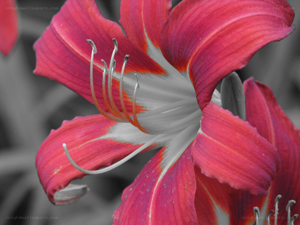 vibrant red lily flower