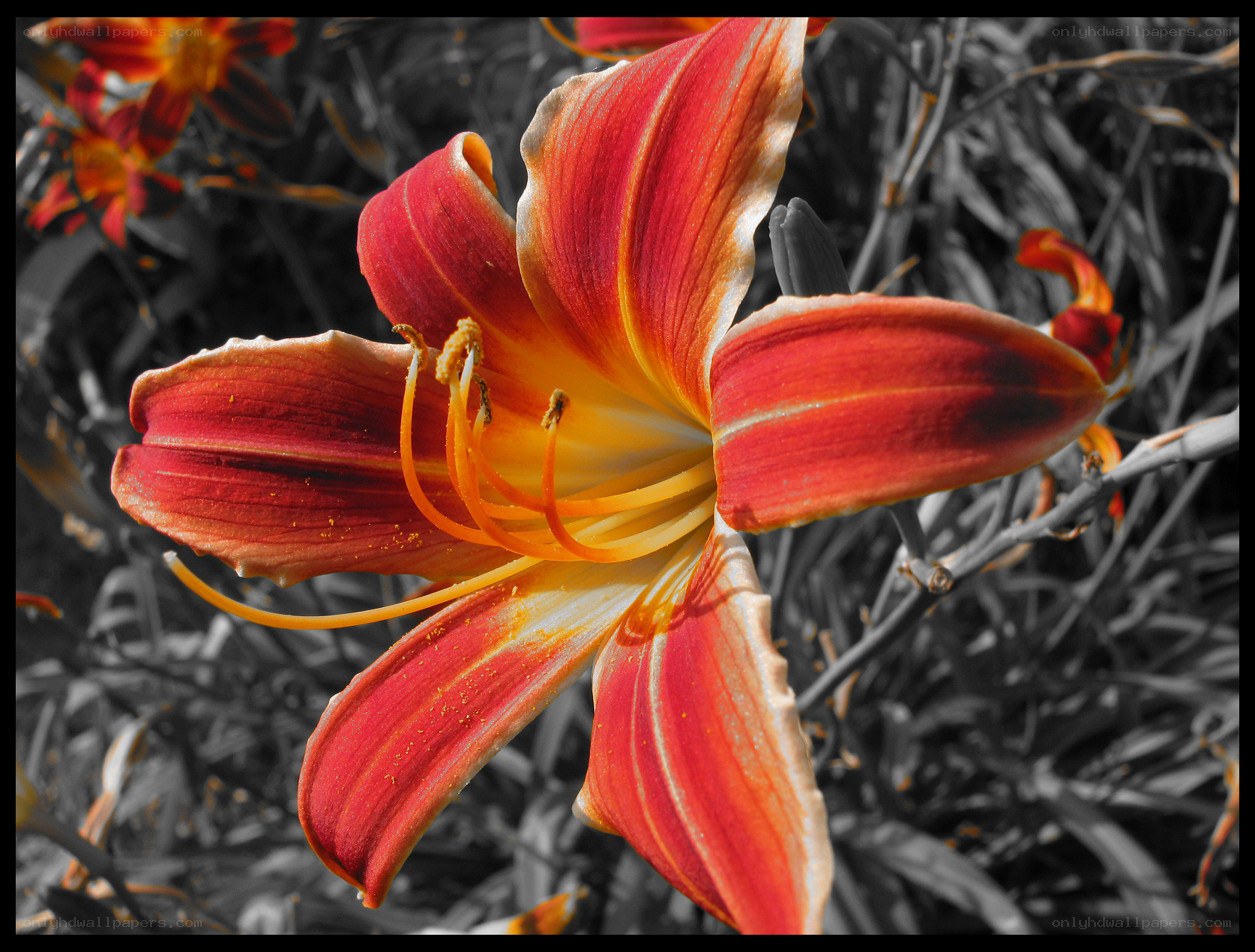 vibrant red lily flower