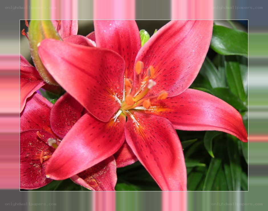 vibrant red lily flower