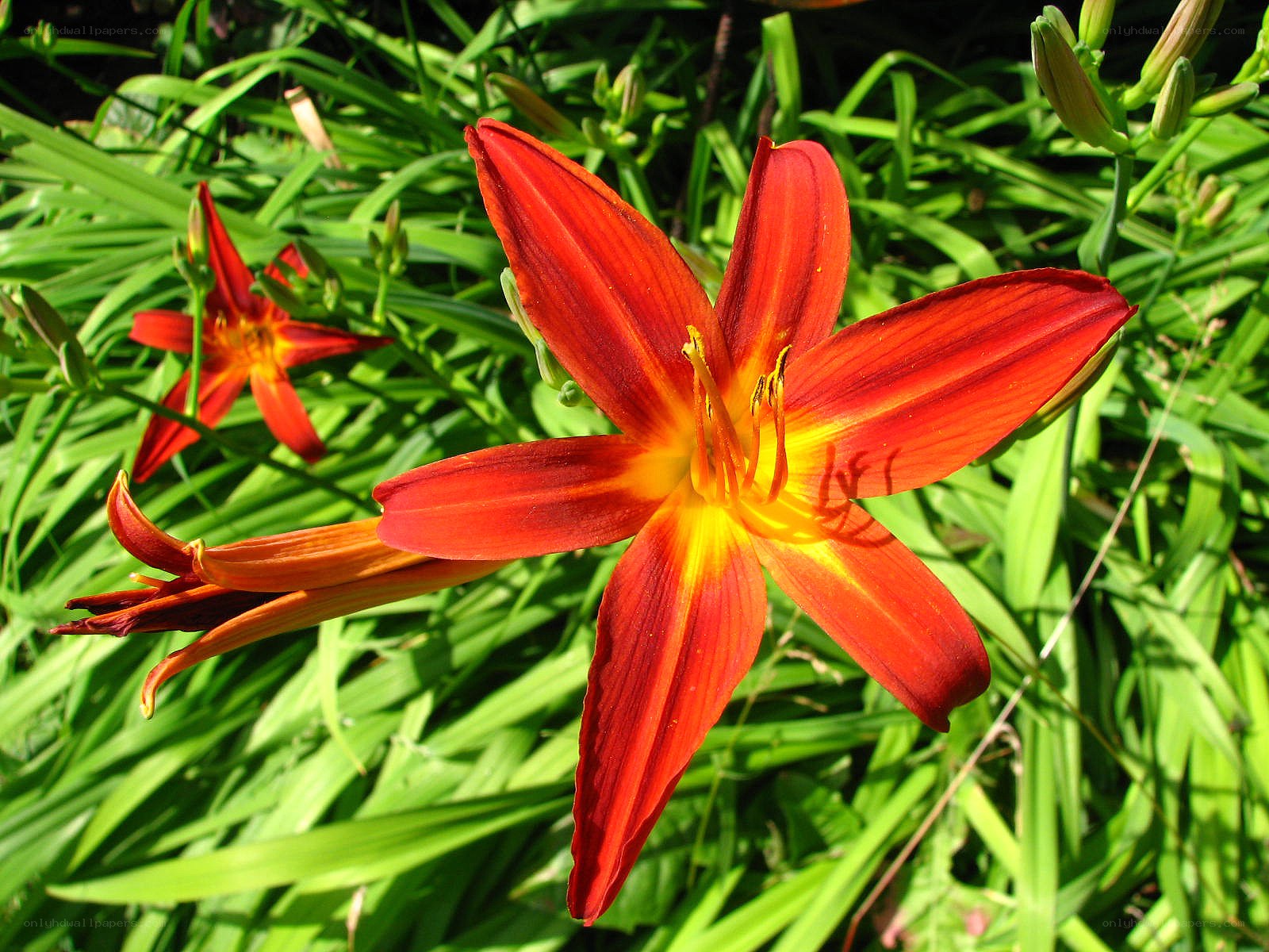vibrant red lily in garden