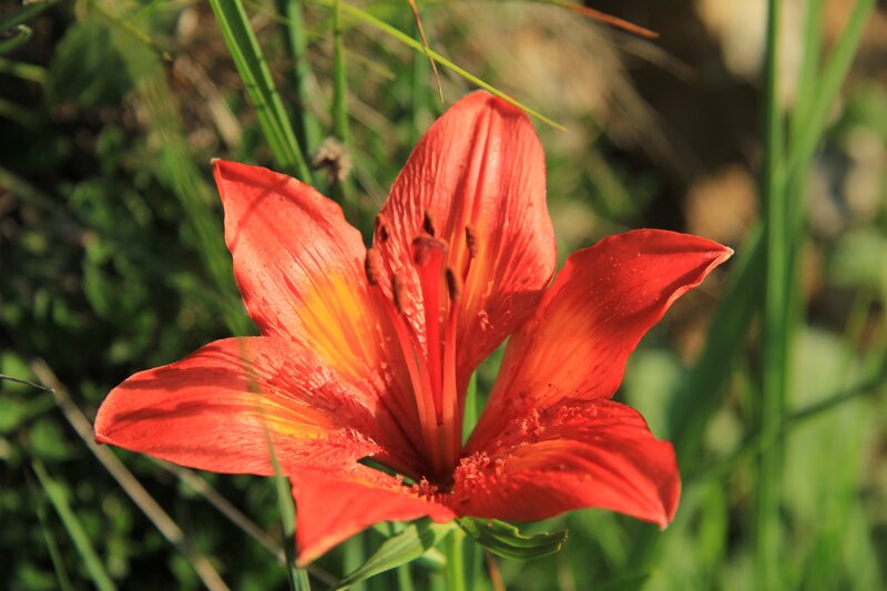 vibrant red lily in sunlight