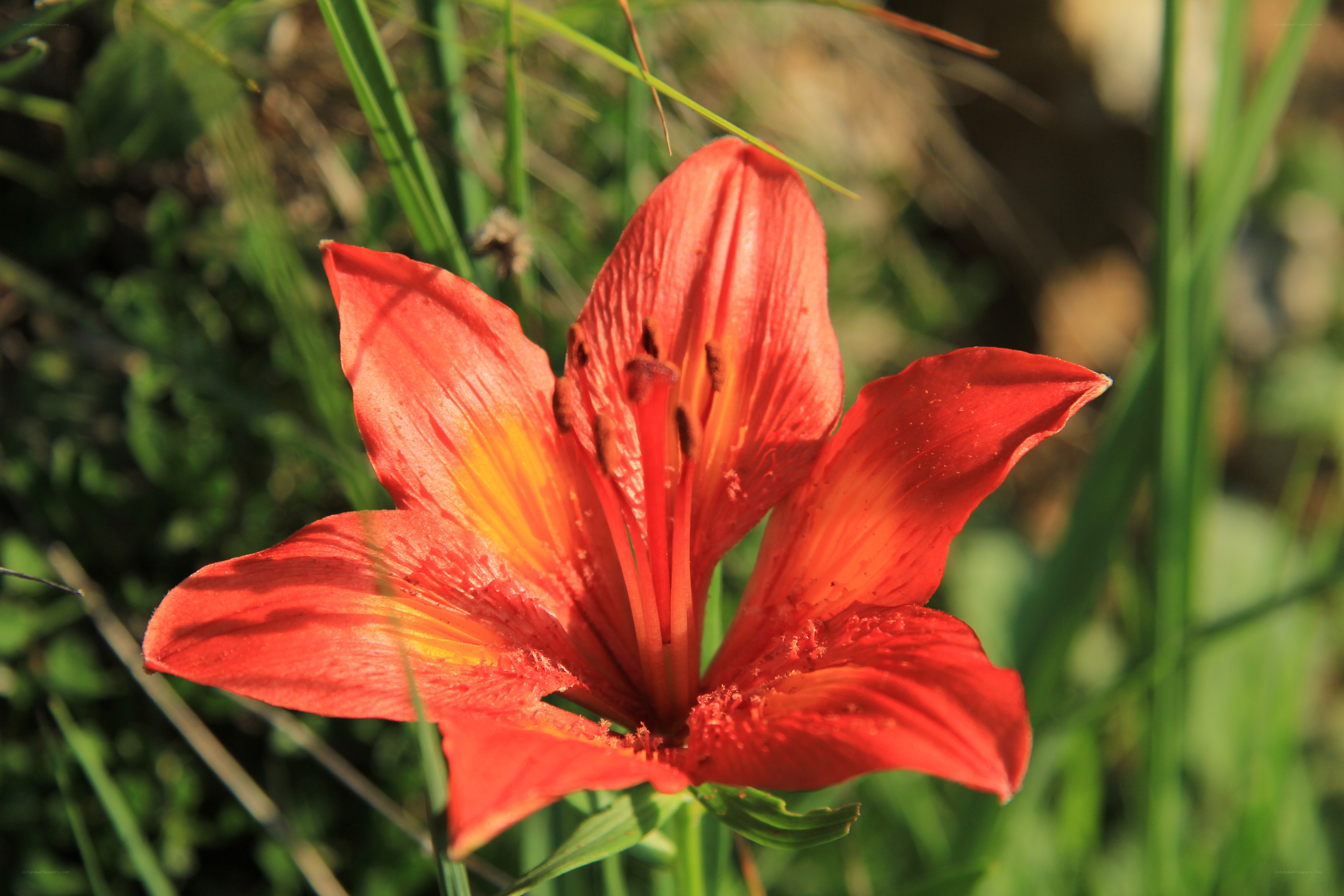 vibrant red lily in sunlight