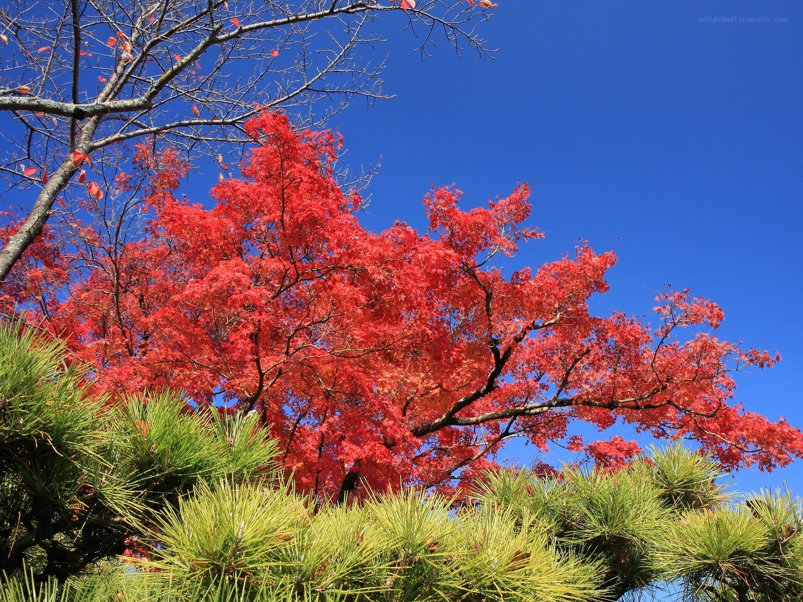 Vibrant red maple against blue sky