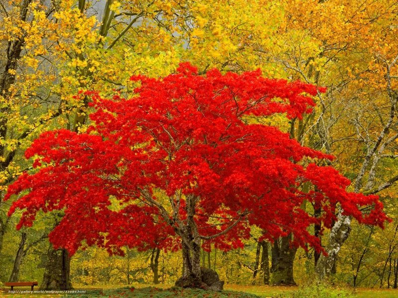 Vibrant red maple in autumn