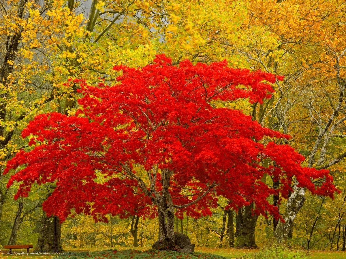 Vibrant red maple in autumn