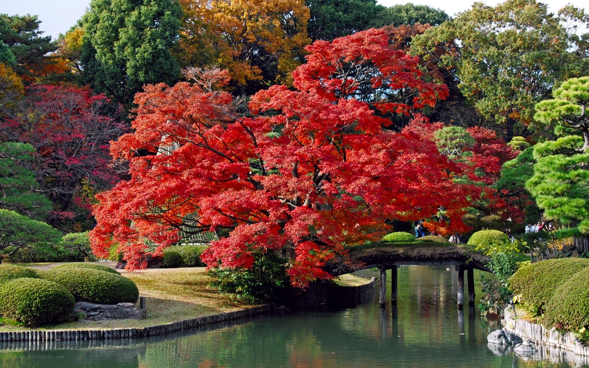 Vibrant red maple in Japanese garden