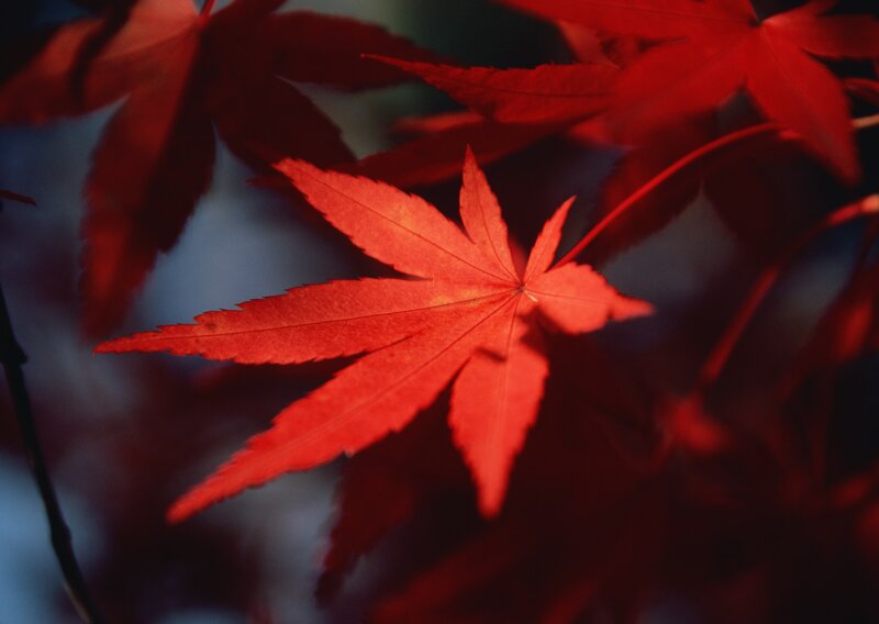 vibrant red maple leaf