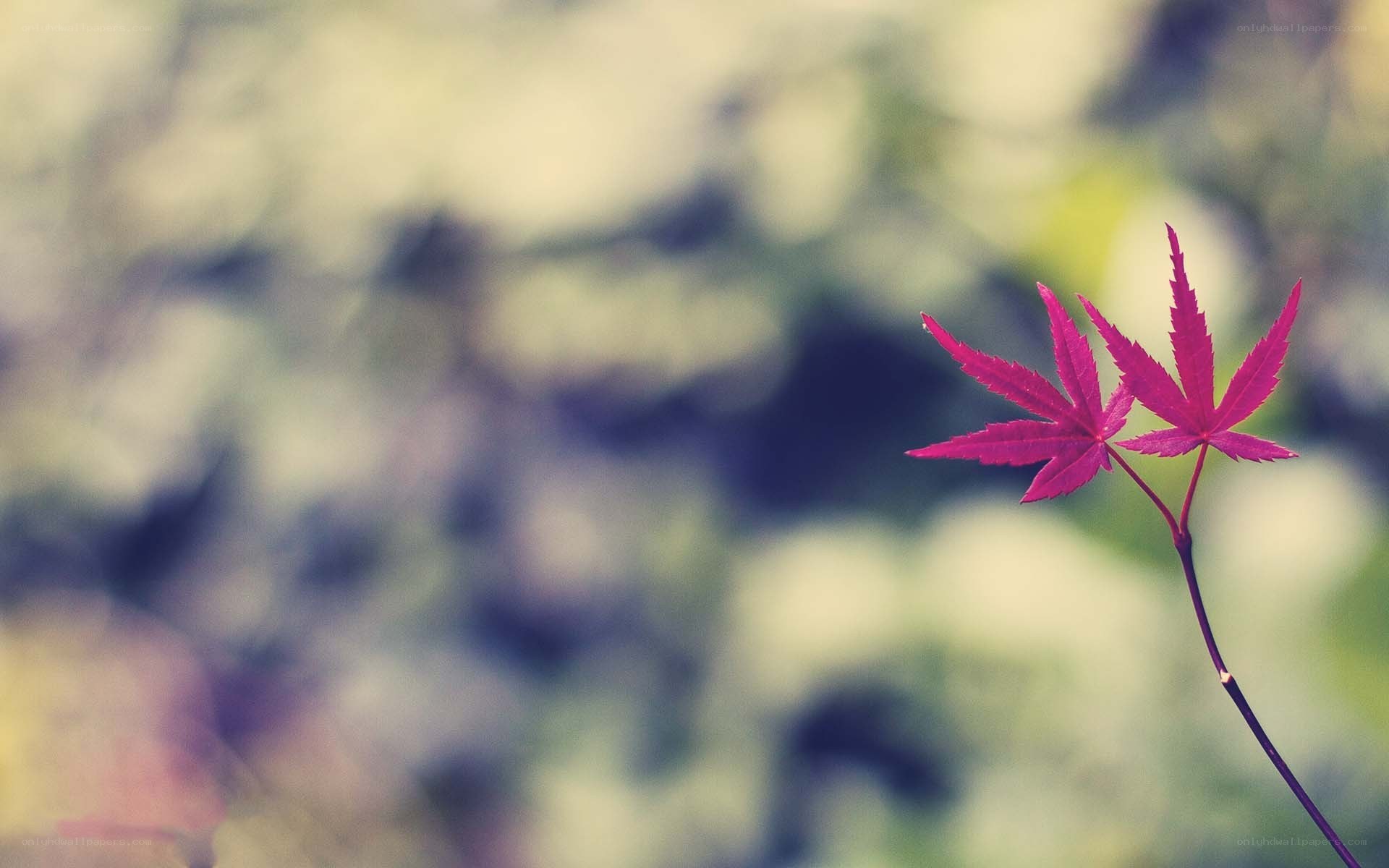 vibrant red maple leaf