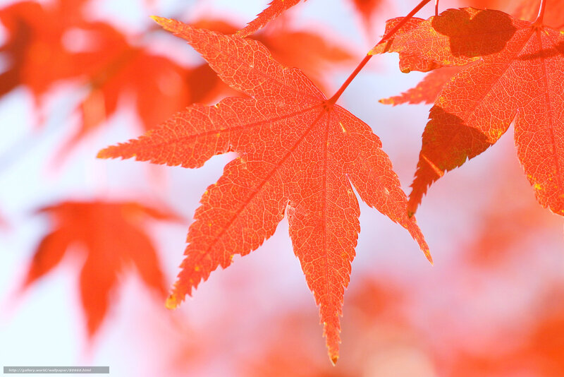 vibrant red maple leaf