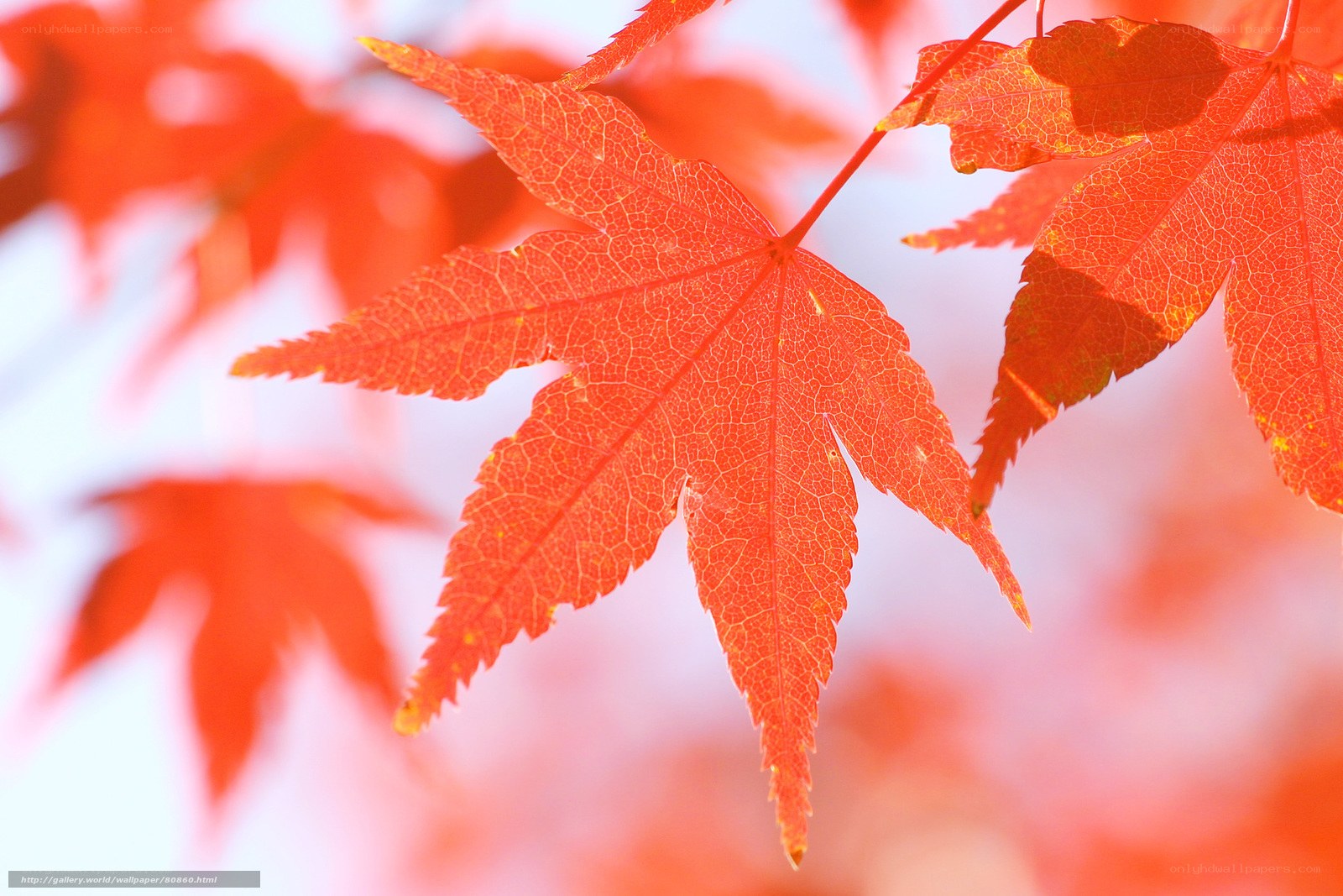 vibrant red maple leaf