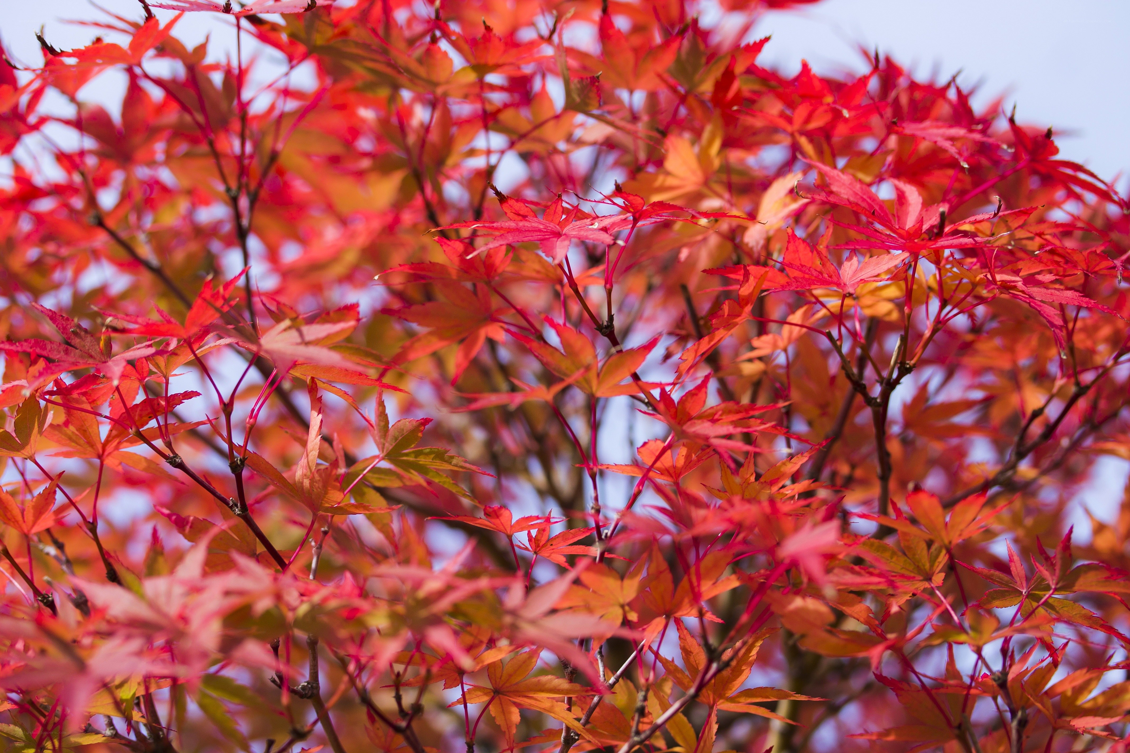 Vibrant red maple leaves