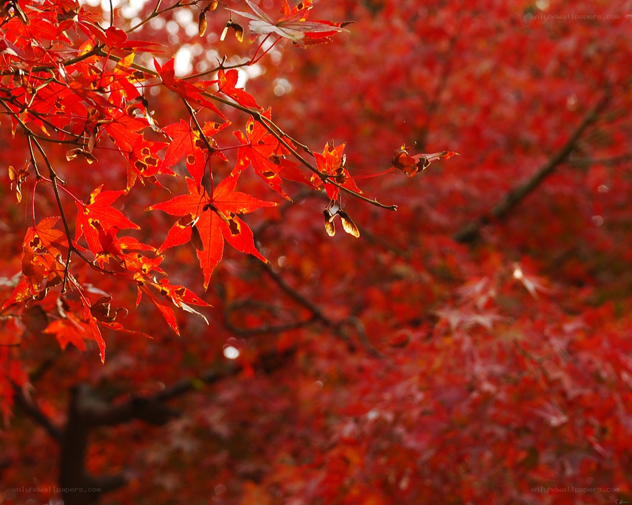 Vibrant red maple leaves