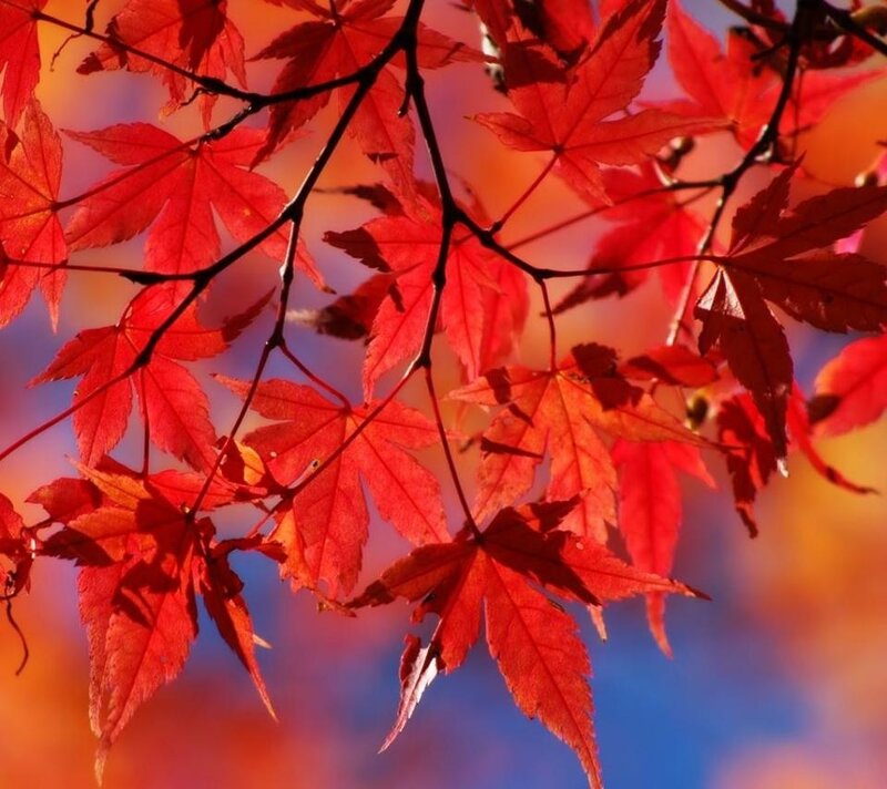 Vibrant red maple leaves