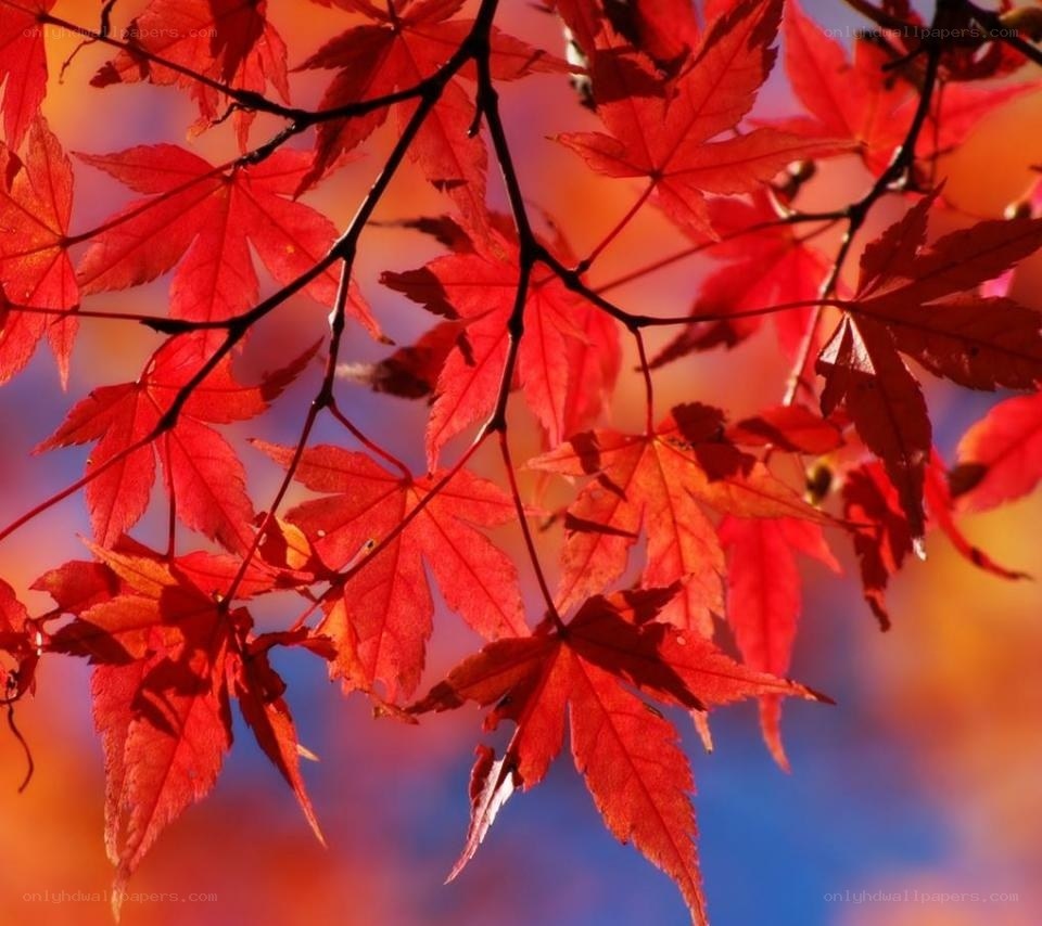 Vibrant red maple leaves