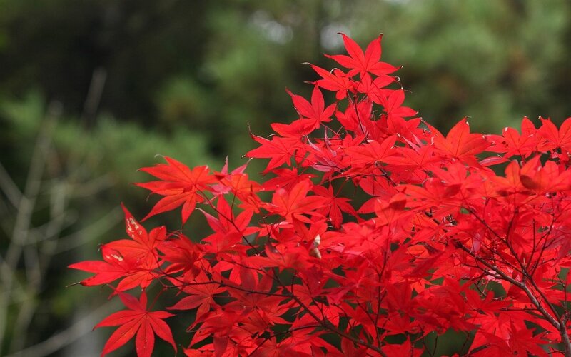 vibrant red maple leaves