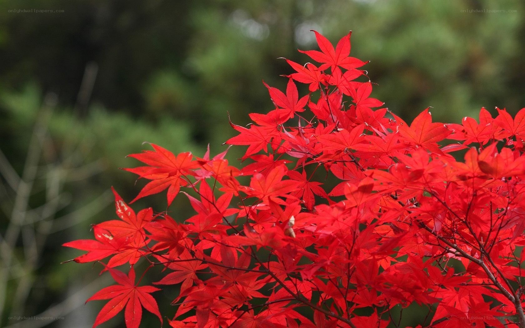vibrant red maple leaves