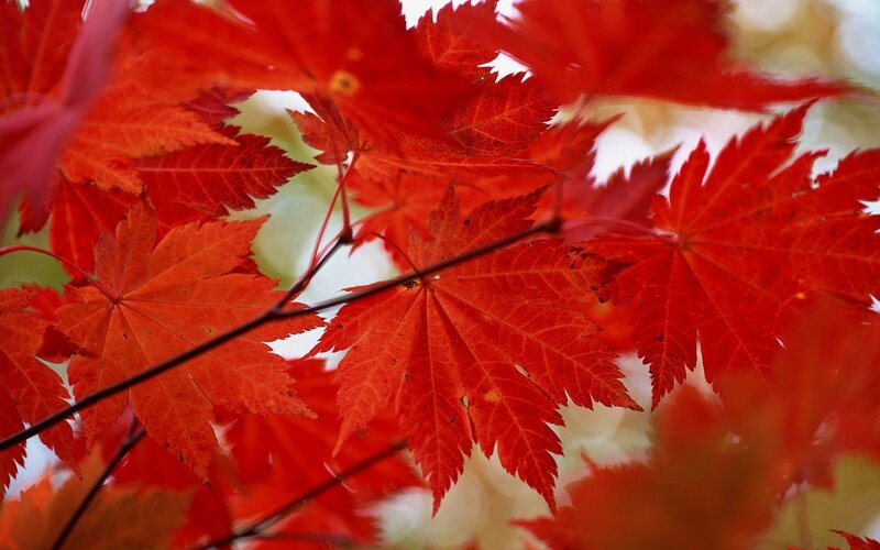 vibrant red maple leaves