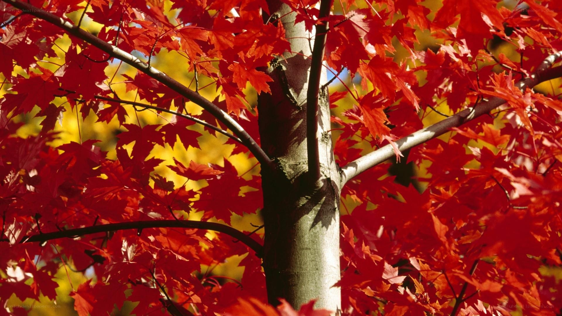 Vibrant red maple leaves