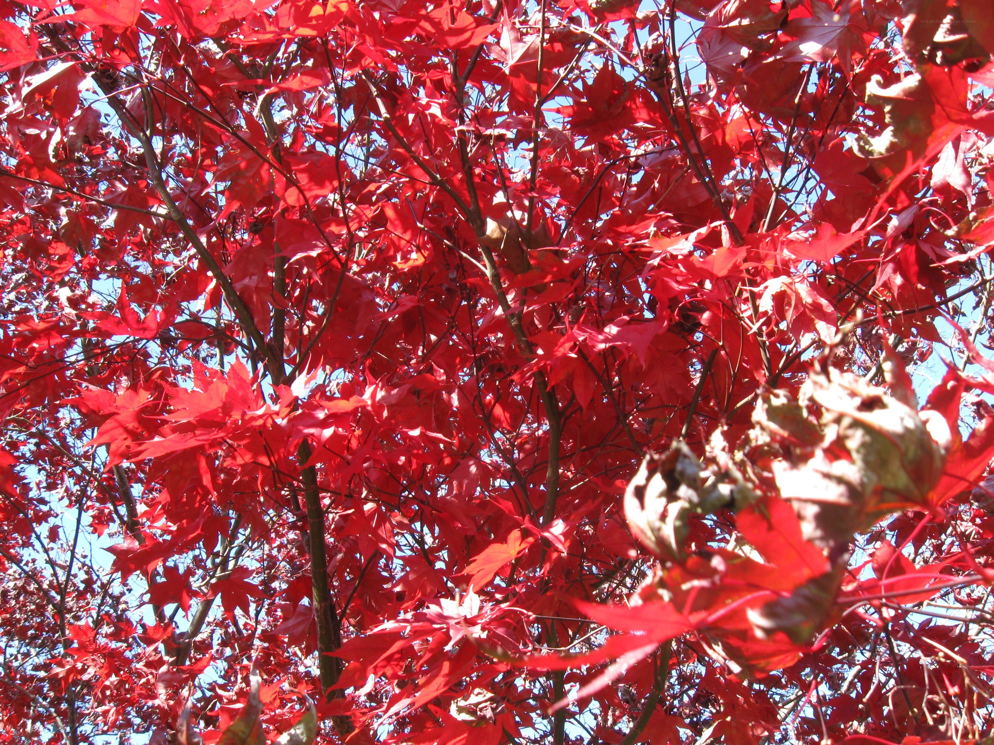 vibrant red maple leaves