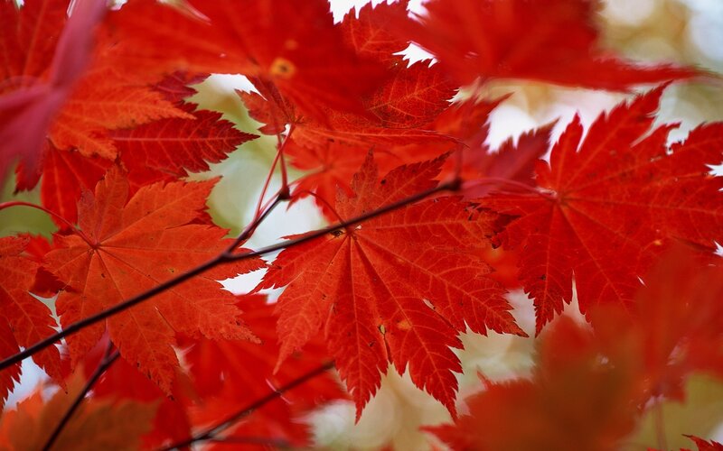 vibrant red maple leaves