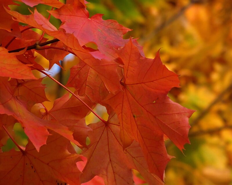 vibrant red maple leaves