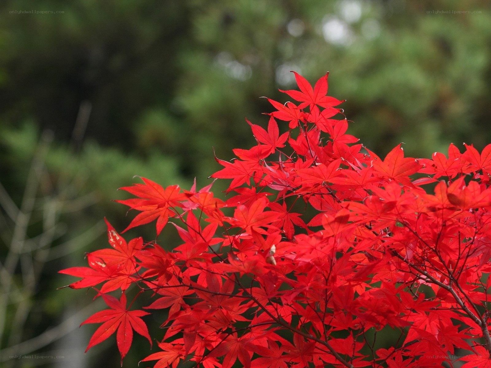 Vibrant red maple leaves