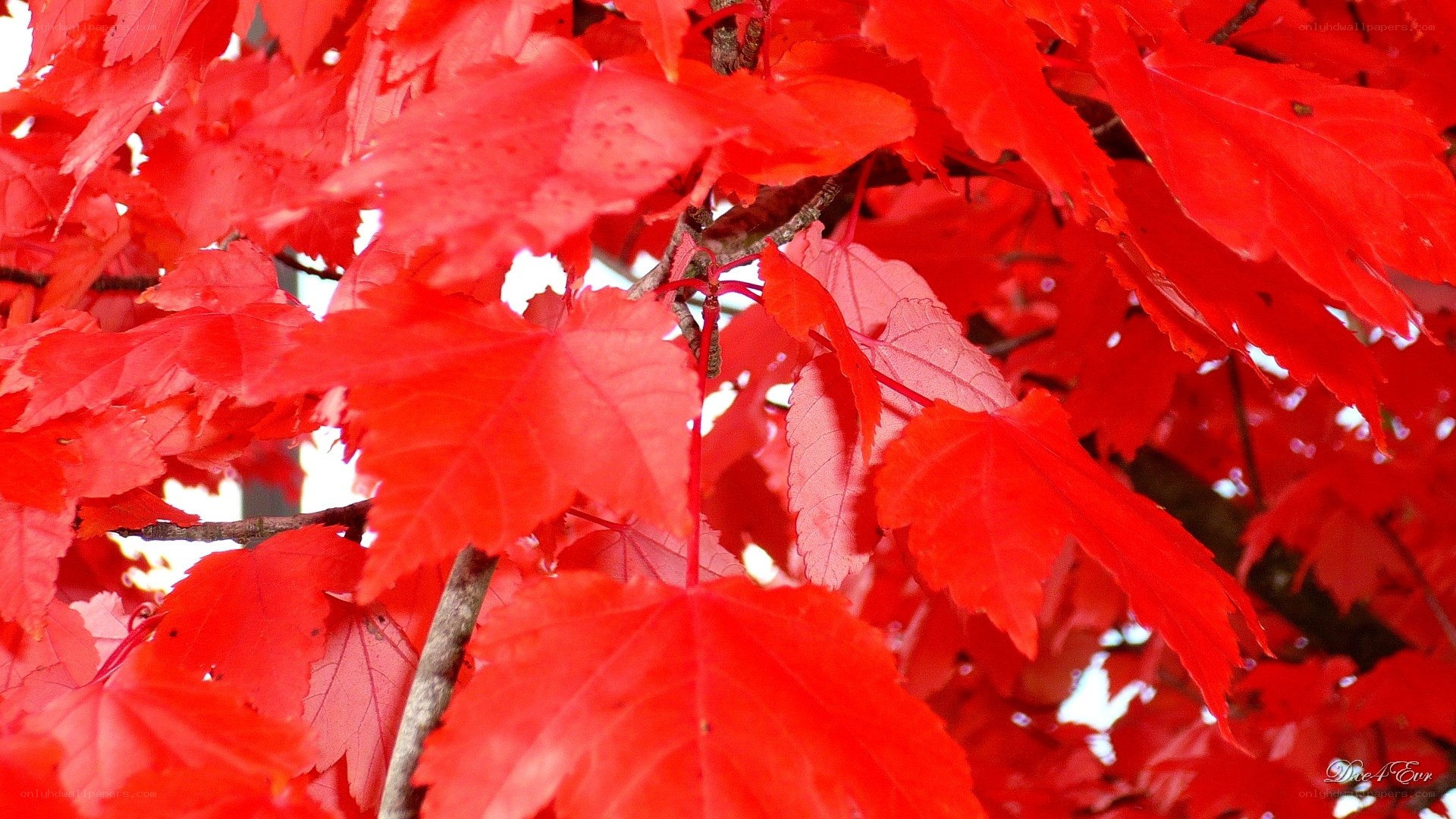 vibrant red maple leaves