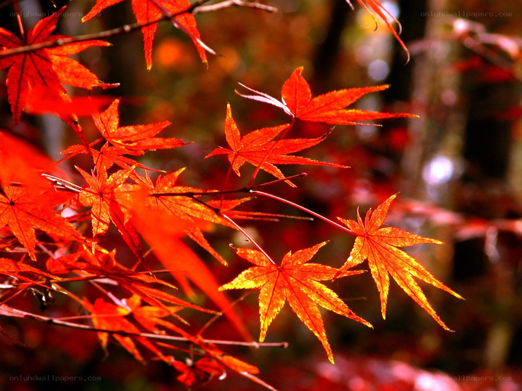 Vibrant red maple leaves