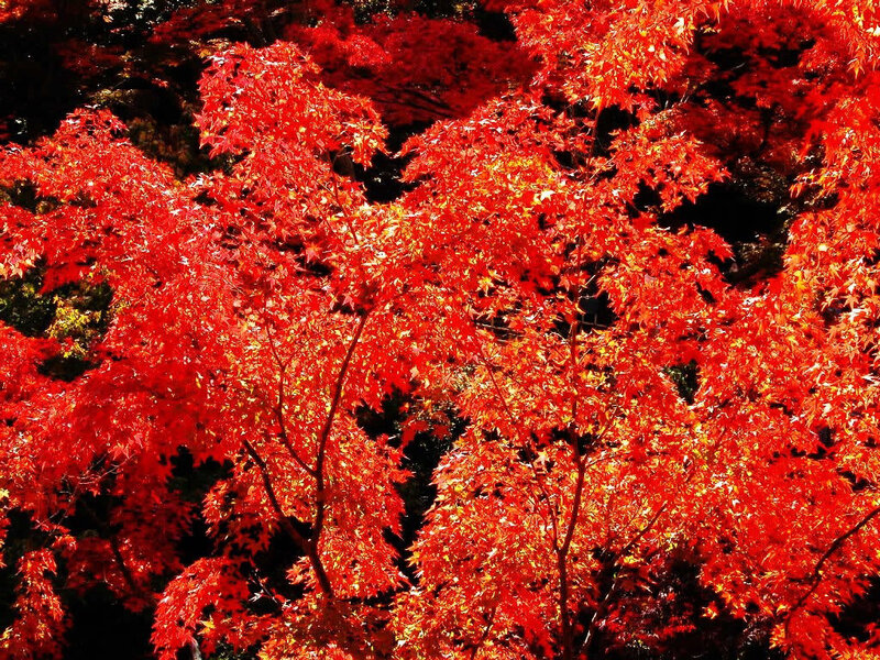 Vibrant red maple leaves